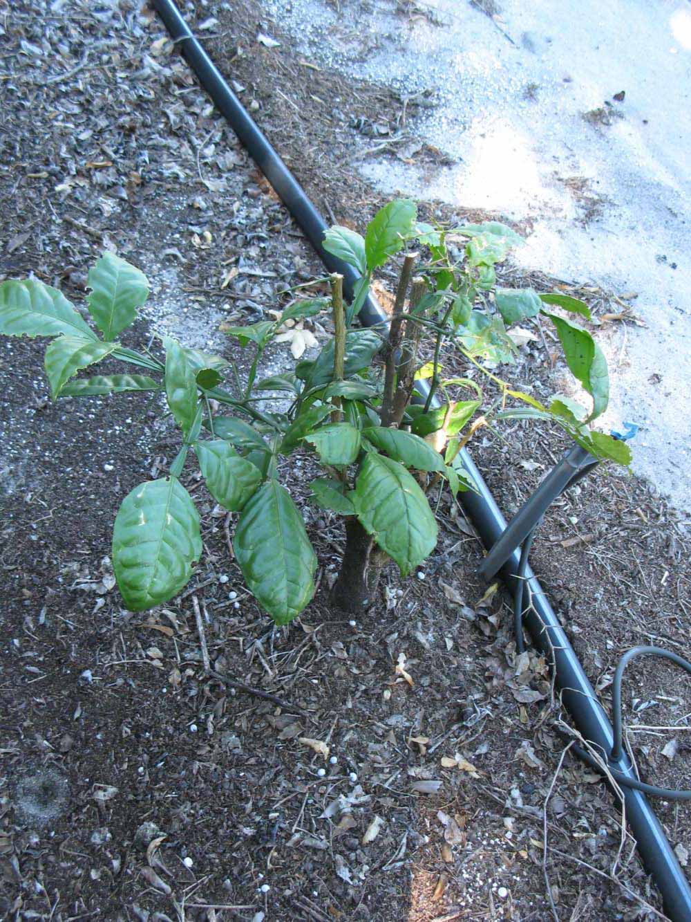            Habit (Winter Haven, FL)   